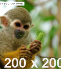 dummy-200x200-Monkey1.jpg