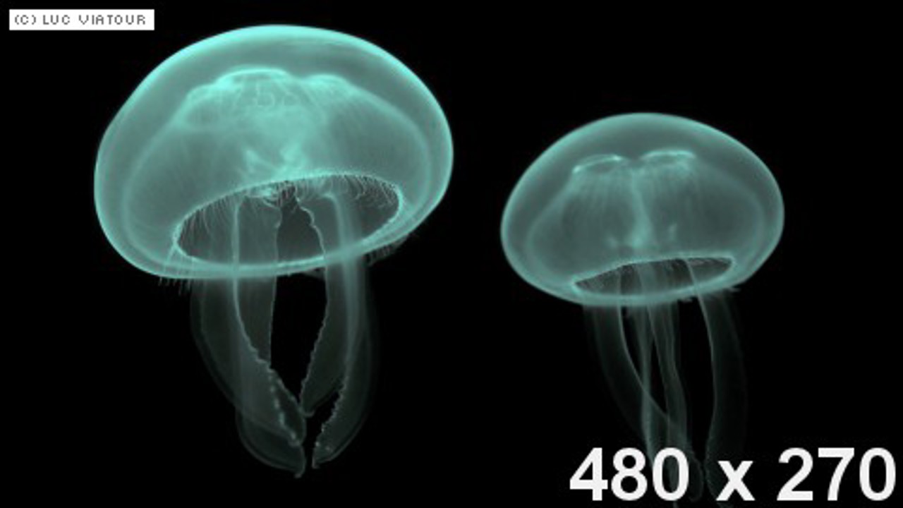 dummy-480x270-Jellyfish.jpg