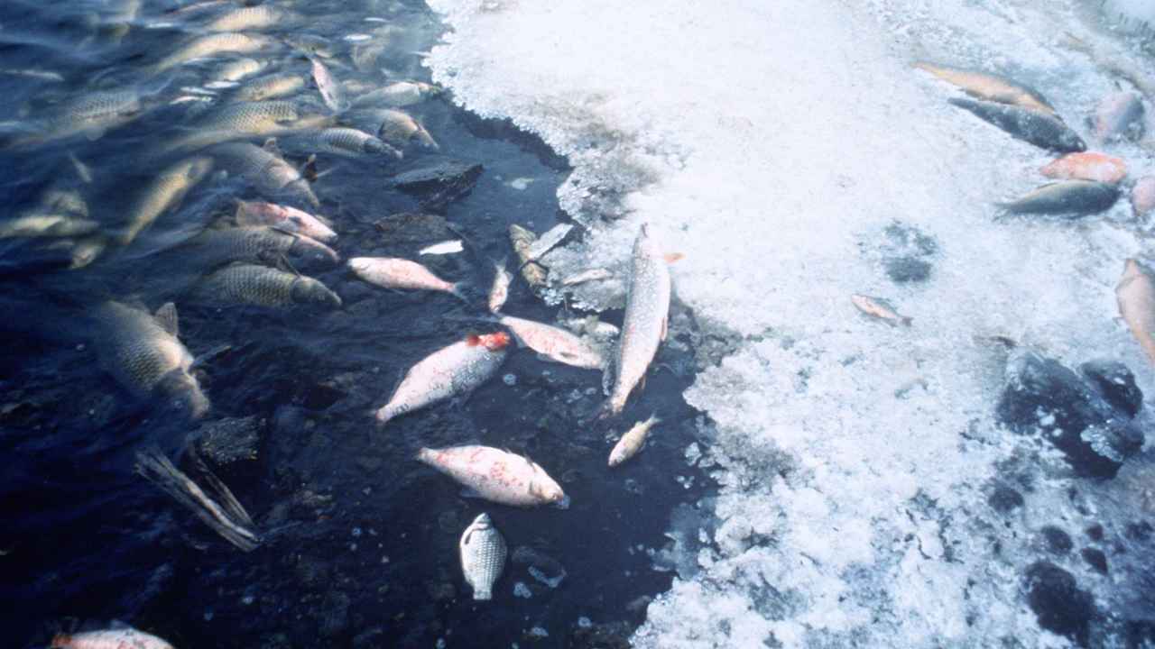 Fish Kill Pollution